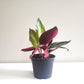 Stromanthe triostar-plant-ThePaintedLeaf-care
