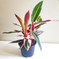 Stromanthe triostar-plant-ThePaintedLeaf-care