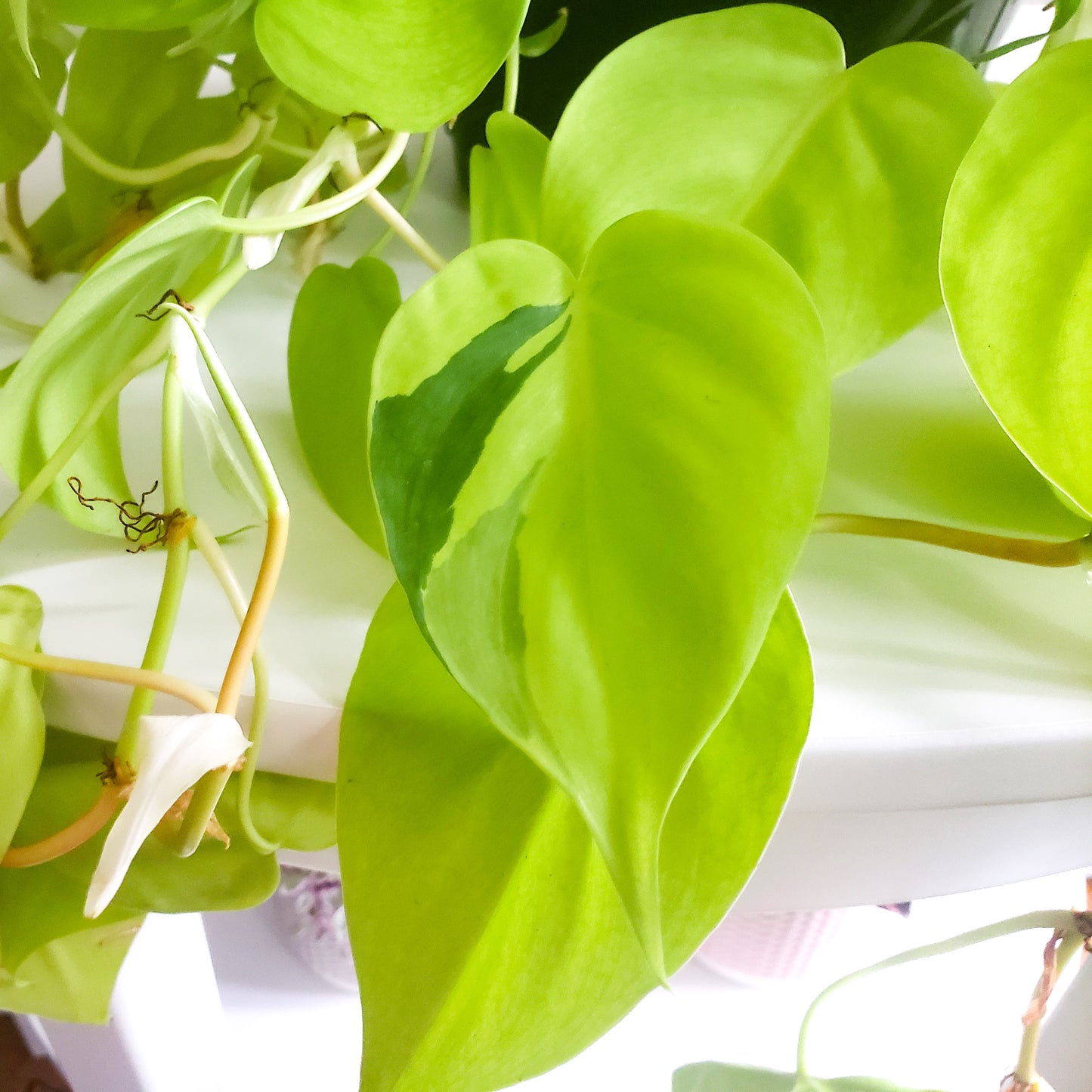 Philodendron hederaceum - Lemon Lime-plant-ThePaintedLeaf-care