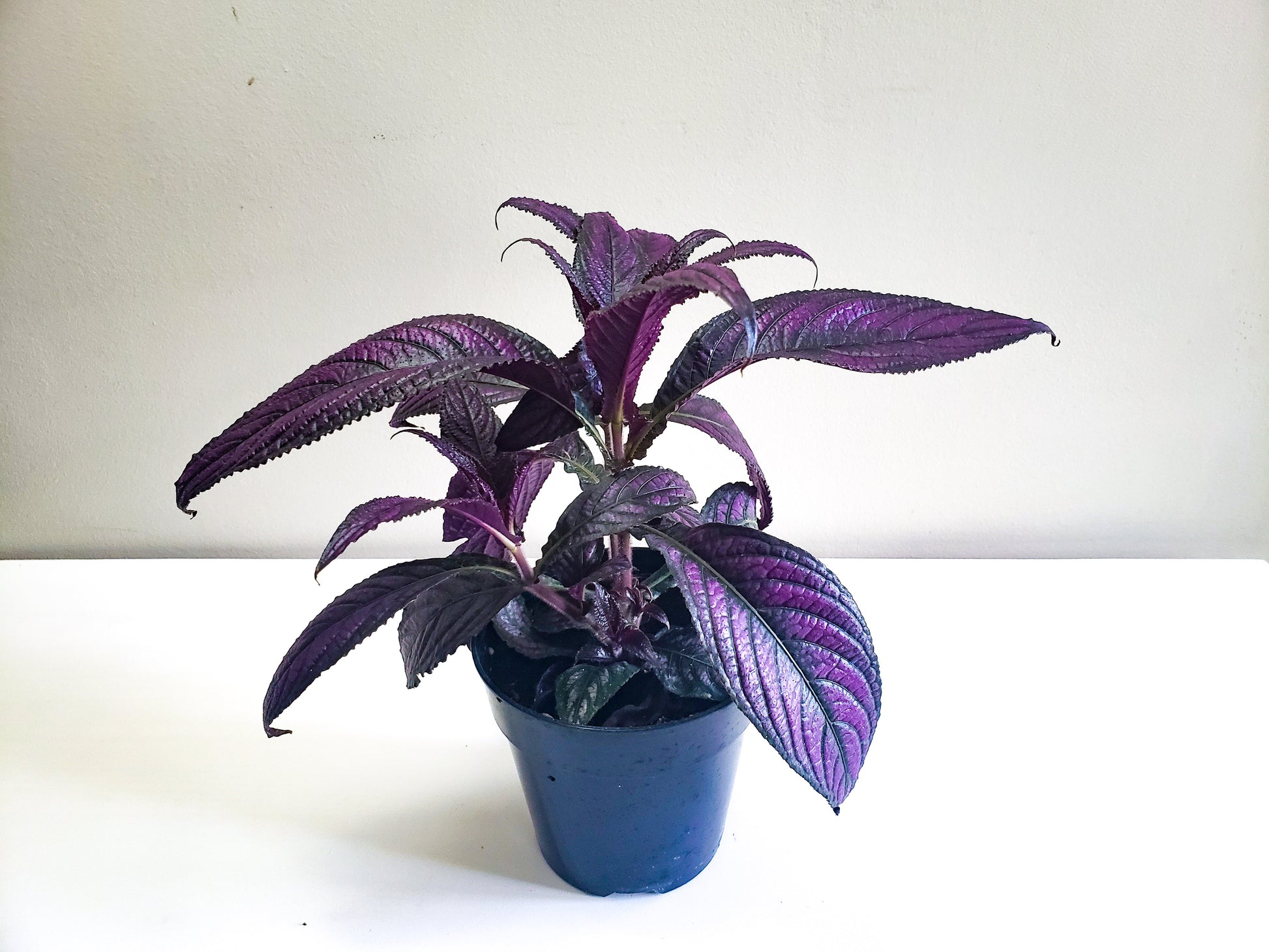 Strobilanthes dyerianus - Persian Shield-plant-ThePaintedLeaf-care