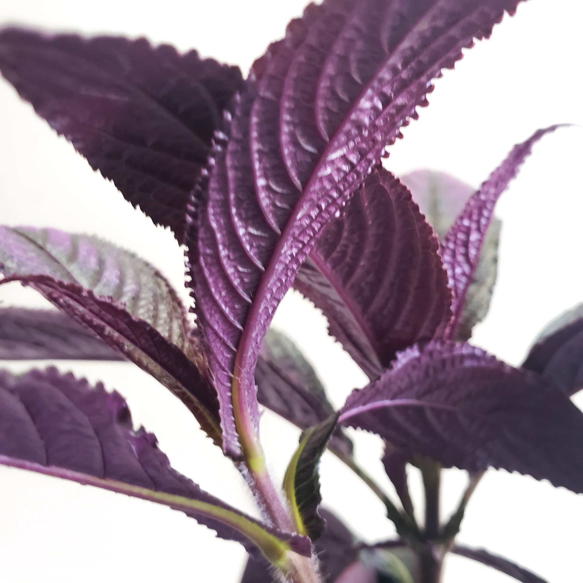 Strobilanthes dyerianus - Persian Shield-plant-ThePaintedLeaf-care