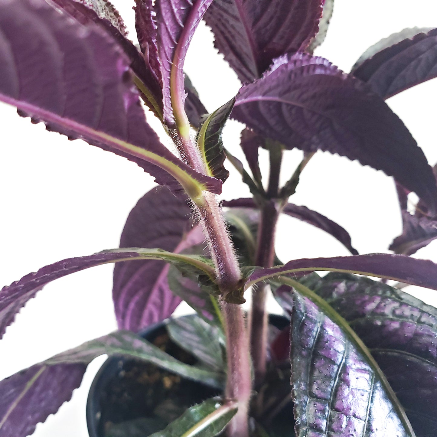 Strobilanthes dyerianus - Persian Shield-plant-ThePaintedLeaf-care