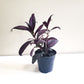 Strobilanthes dyerianus - Persian Shield-plant-ThePaintedLeaf-care