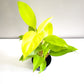 Philodendron Lemon Lime (upright)-plant-ThePaintedLeaf-care