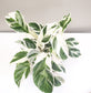 Calathea lietzei - White Fusion-plant-ThePaintedLeaf-care