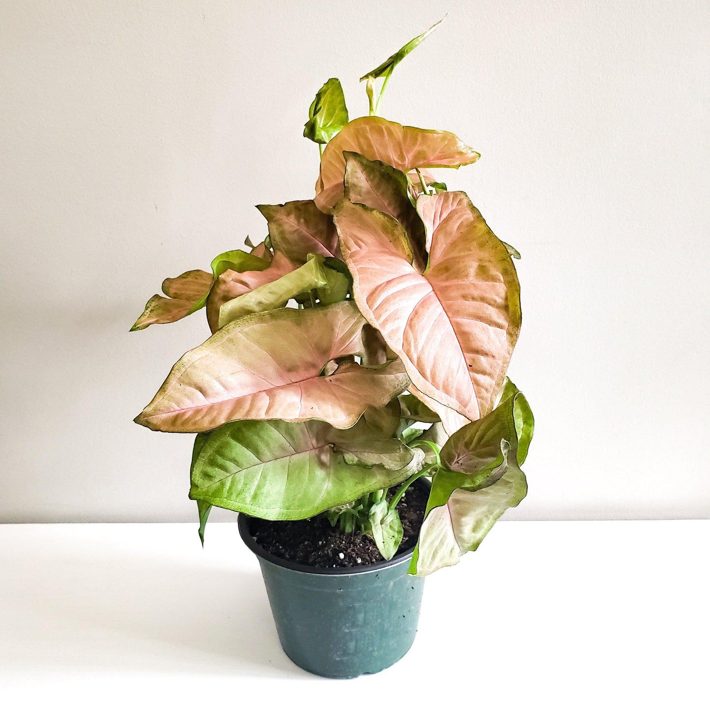 Syngonium podophyllum (Arrowhead) - Neon Robusta-plant-ThePaintedLeaf-care