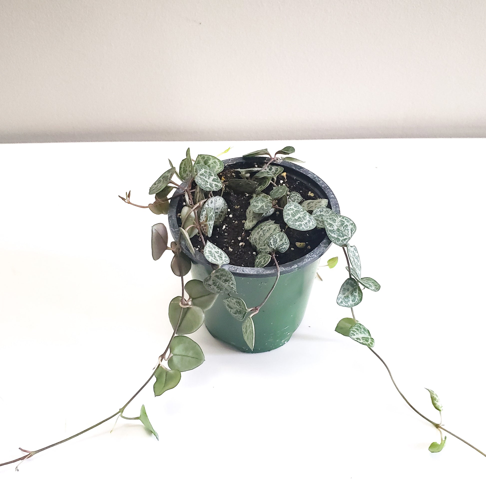 Ceropegia woodii - String of Hearts-plant-ThePaintedLeaf-care