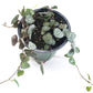 Ceropegia woodii - String of Hearts-plant-ThePaintedLeaf-care