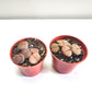 Lithops fulviceps - Living Stones-plant-ThePaintedLeaf-care
