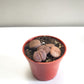 Lithops fulviceps - Living Stones-plant-ThePaintedLeaf-care