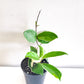 Hoya carnosa Variegata-plant-ThePaintedLeaf-care