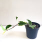 Hoya carnosa Variegata-plant-ThePaintedLeaf-care