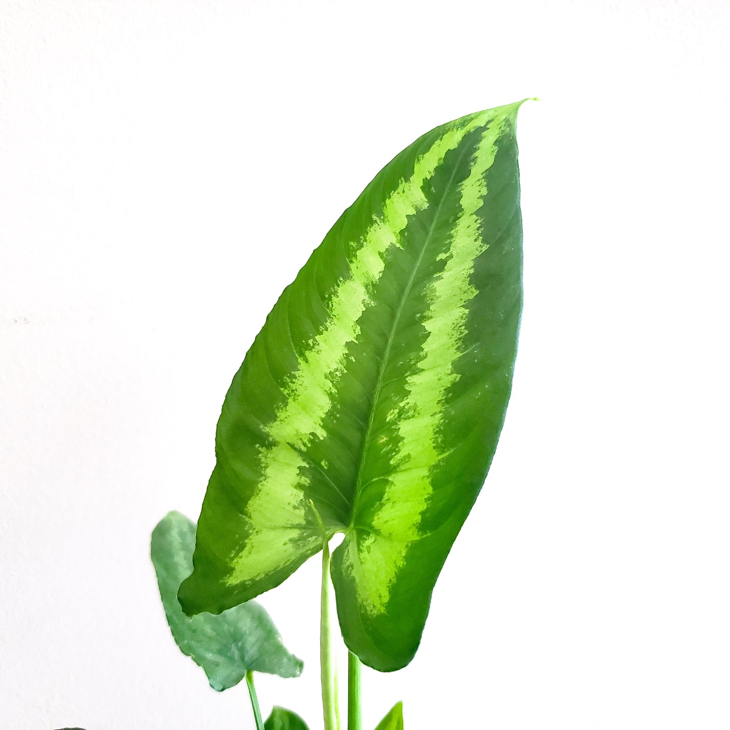 Schismatoglottis wallichii - Drop Tongue plant-plant-ThePaintedLeaf-care