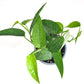 Epipremnum pinnatum - Cebu Blue Pothos-plant-ThePaintedLeaf-care