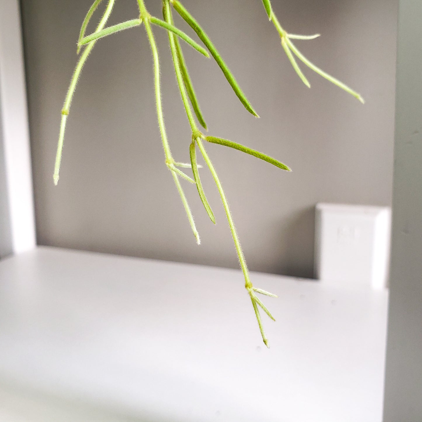 Hoya linearis-plant-ThePaintedLeaf-care