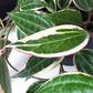 Hoya macrophylla variegata-plant-ThePaintedLeaf-care