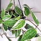 Hoya macrophylla variegata-plant-ThePaintedLeaf-care