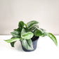 Scindapsus Pictus Exotica- Silver Pothos-ThePaintedLeaf-care