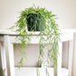 Hoya linearis-plant-ThePaintedLeaf-care
