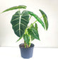 Alocasia micholitziana- Frydek *Local delivery/pick-up only*-Indoor & Outdoor Plants-ThePaintedLeaf-care