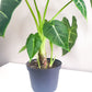 Alocasia micholitziana- Frydek *Local delivery/pick-up only*-Indoor & Outdoor Plants-ThePaintedLeaf-care