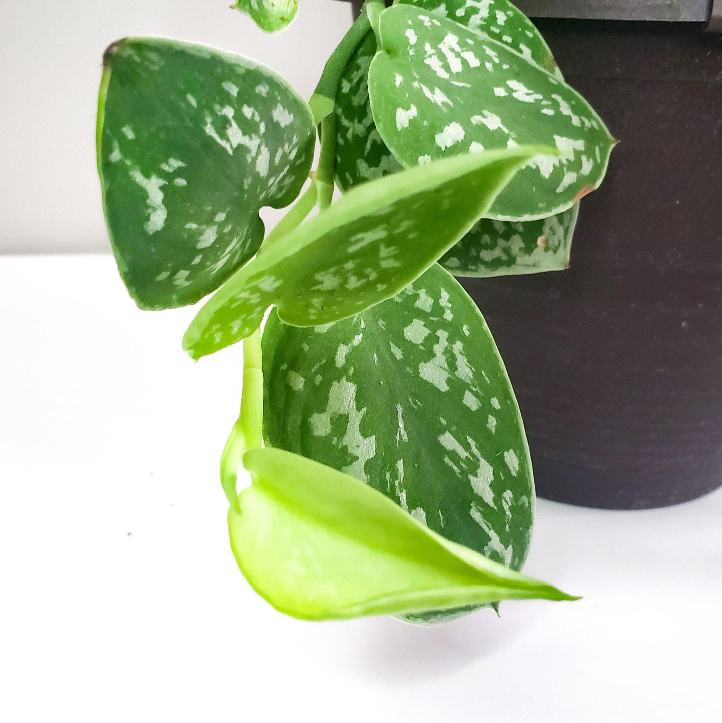 Scindapsus pictus argyraeus- Satin Pothos-ThePaintedLeaf-care