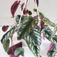 Cissus discolor - Rex begonia vine-plant-ThePaintedLeaf-care