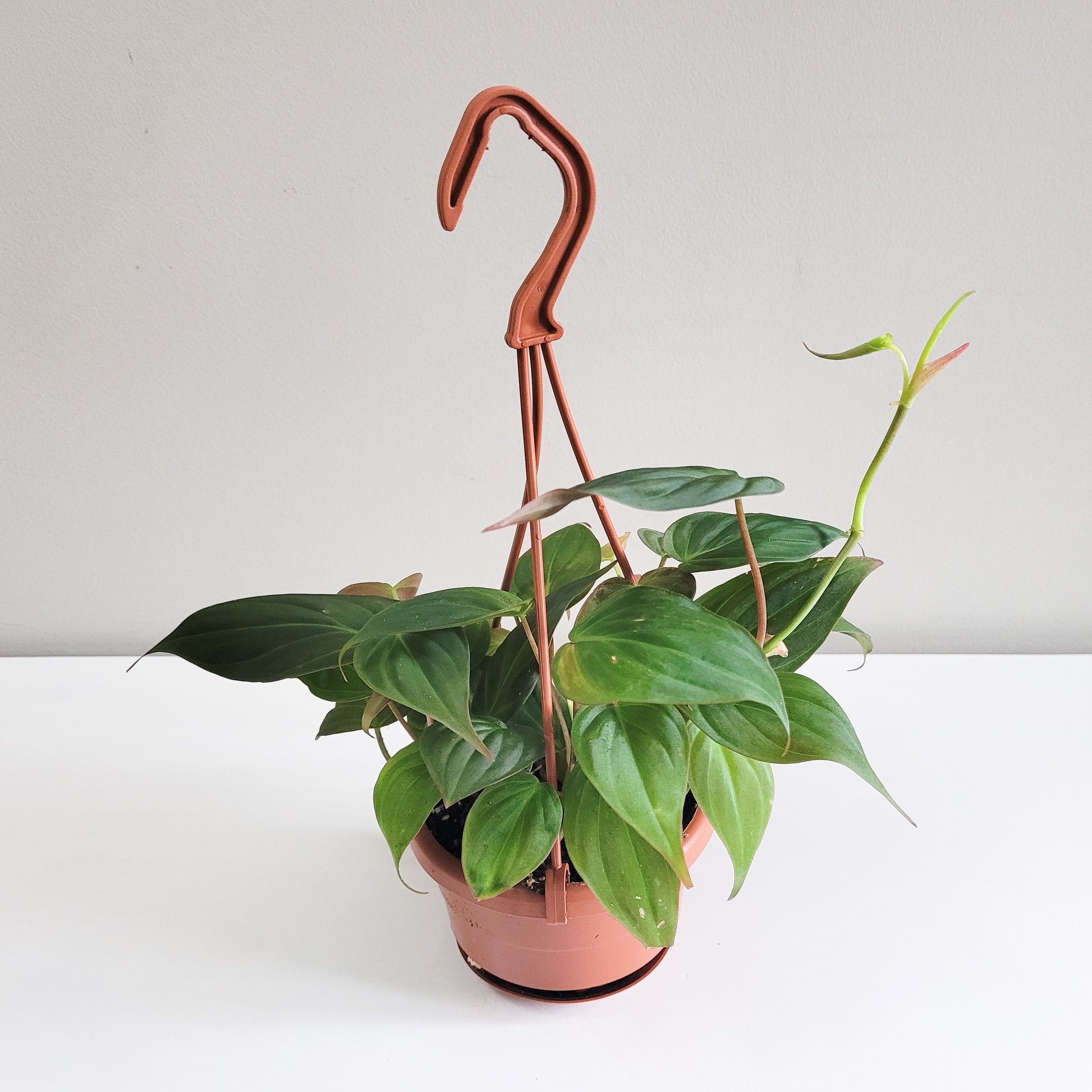 Philodendron micans-plant-ThePaintedLeaf-care