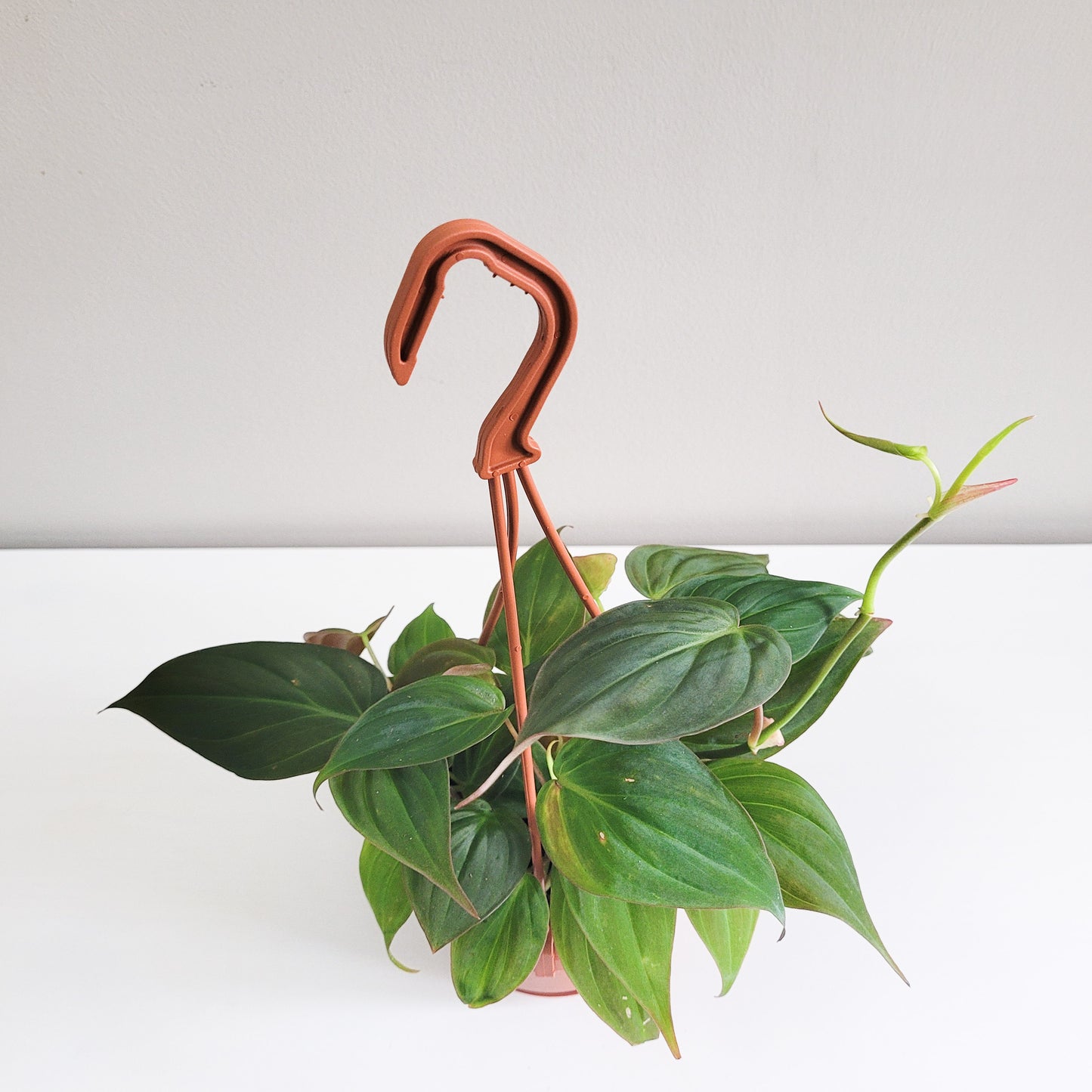 Philodendron micans-plant-ThePaintedLeaf-care