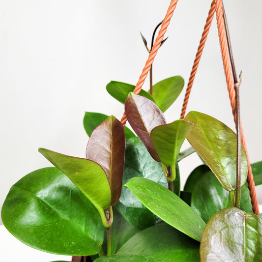 Hoya australis-plant-ThePaintedLeaf-care