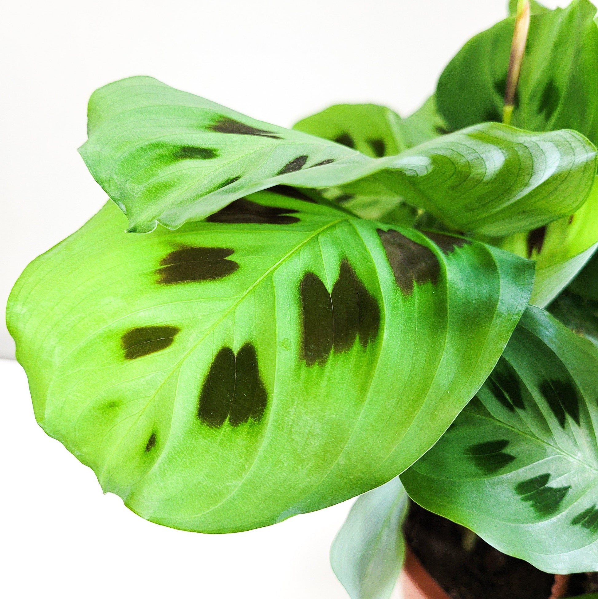 Maranta leuconeura- Green Prayer Plant-plant-ThePaintedLeaf-care