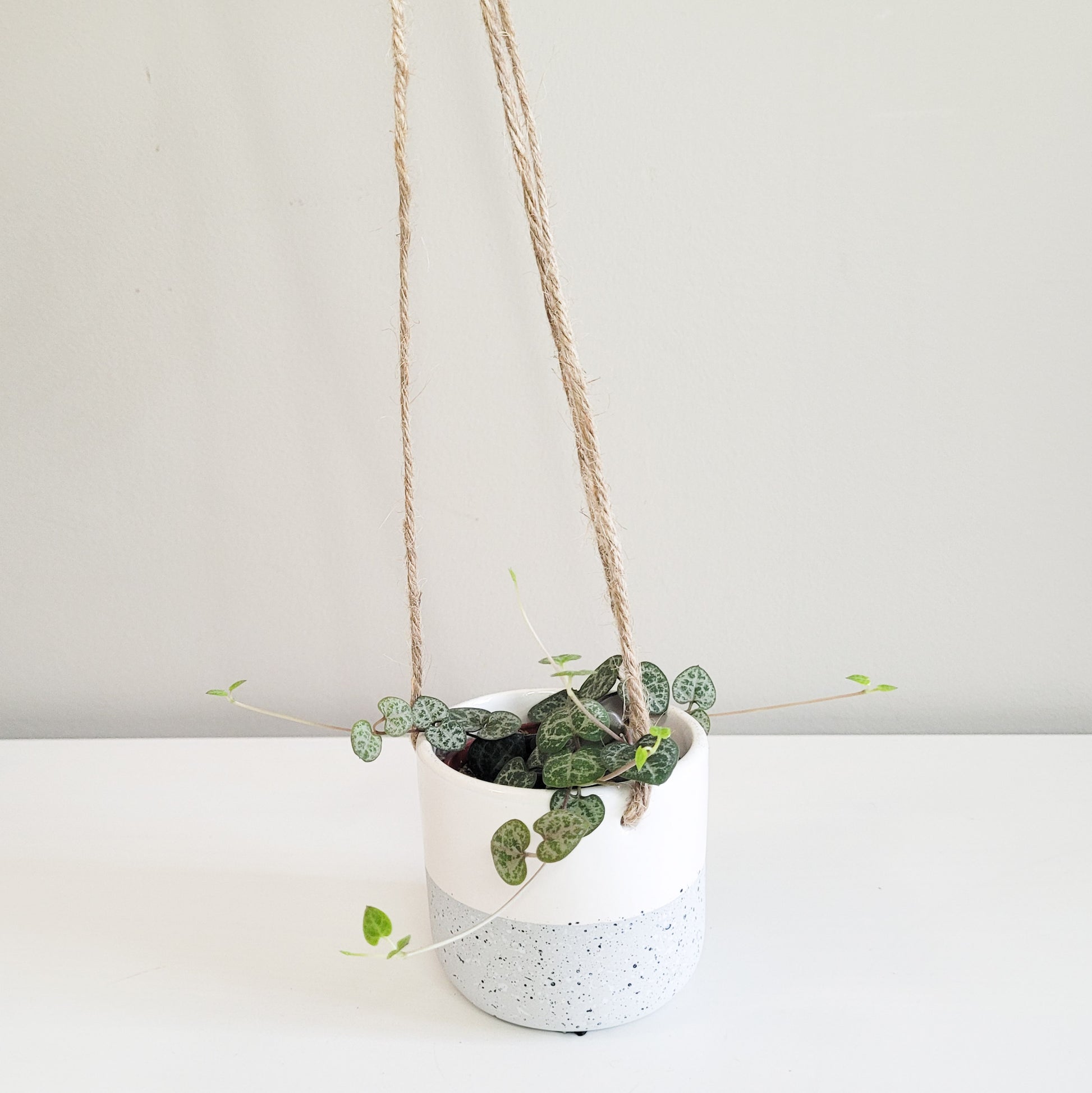 String of Hearts - Plant and Pot Combo-ThePaintedLeaf-care