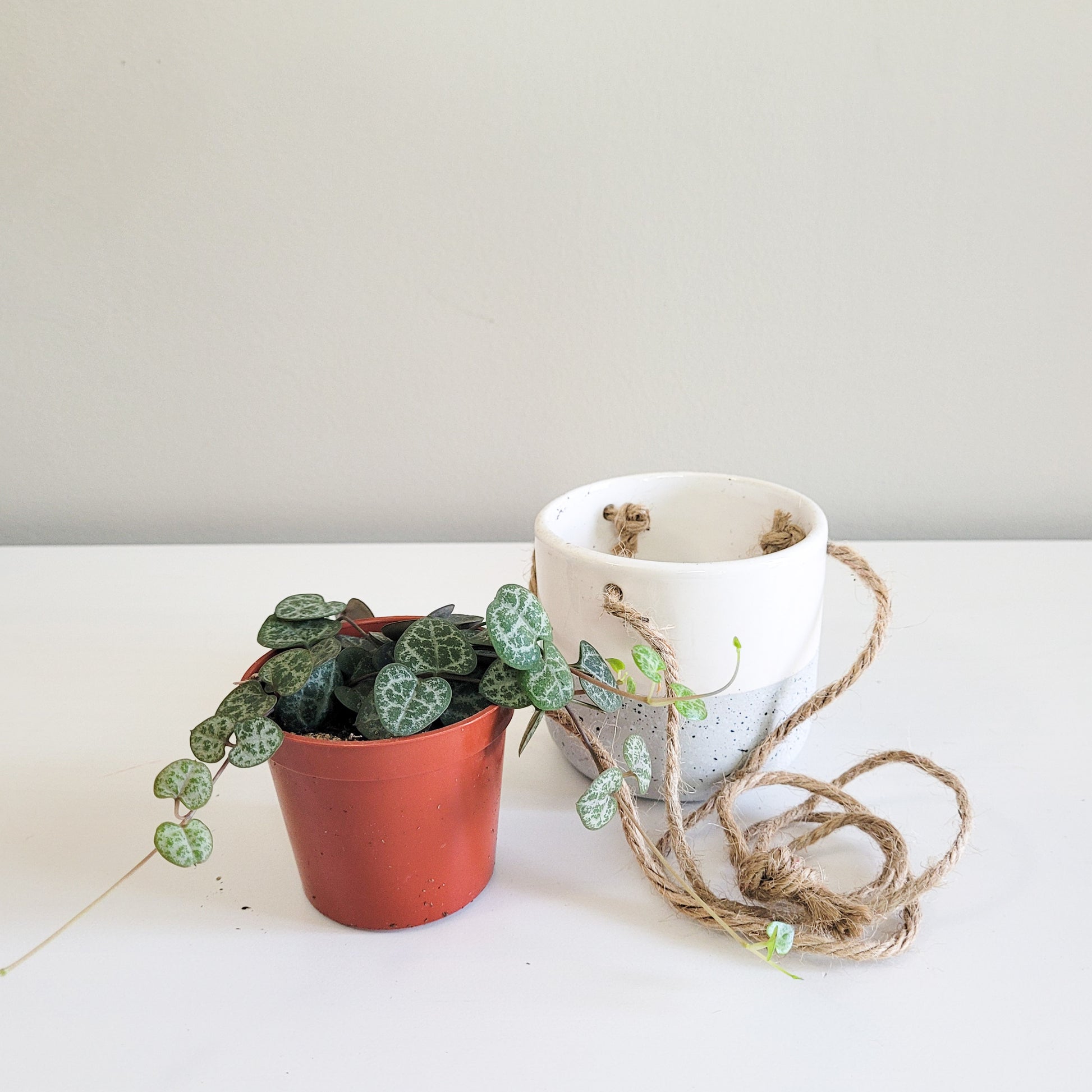 String of Hearts - Plant and Pot Combo-ThePaintedLeaf-care