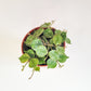 Hoya curtsii-Plants-ThePaintedLeaf-care