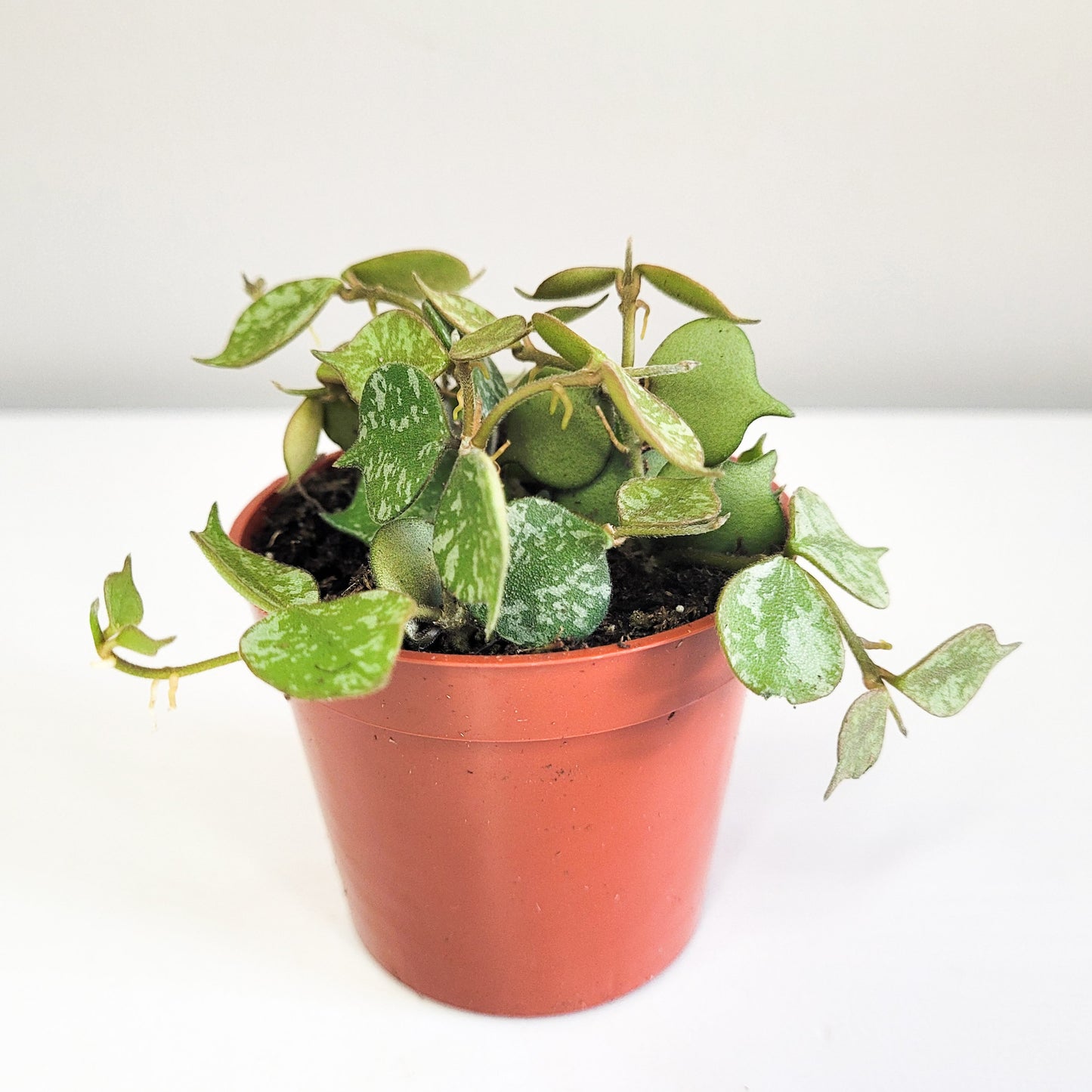 Hoya curtsii-Plants-ThePaintedLeaf-care