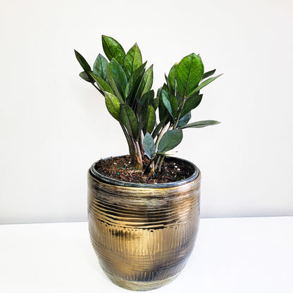 Zamioculcas zamiifolia 'Raven' - ZZ Raven-Plants-ThePaintedLeaf-care