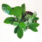 Zamioculcas zamiifolia - ZZ plant-Plants-ThePaintedLeaf-care