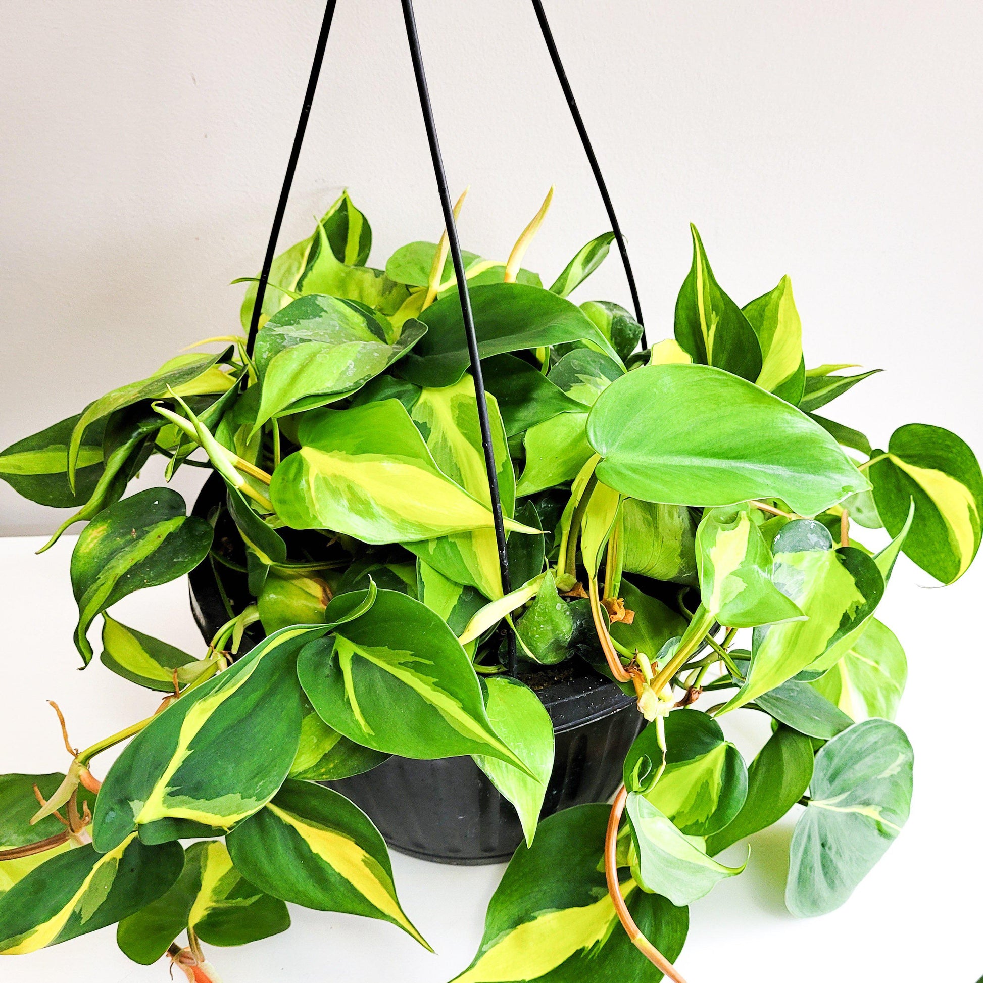 Philodendron hederaceum- Philodendron Brasil-plant-ThePaintedLeaf-care