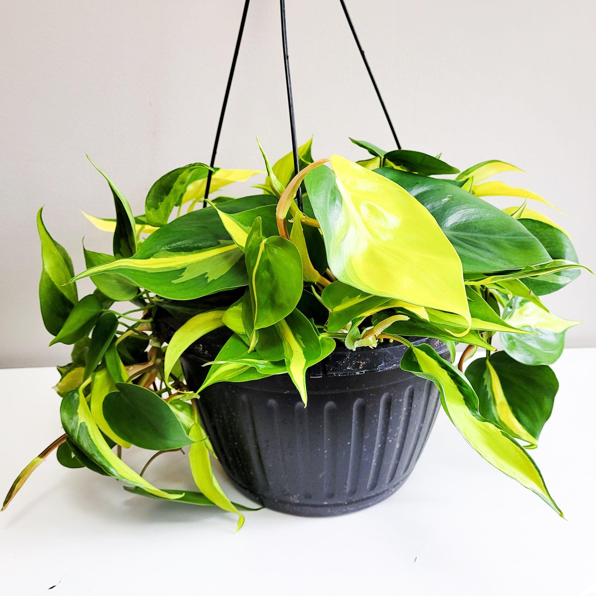 Philodendron hederaceum- Philodendron Brasil-plant-ThePaintedLeaf-care