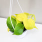 Philodendron hederaceum - Lemon Lime-plant-ThePaintedLeaf-care