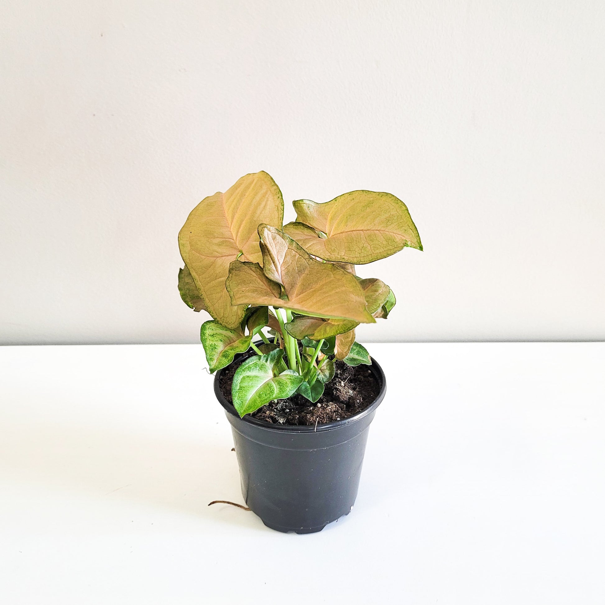 Syngonium podophyllum (Arrowhead) - Neon Robusta-plant-ThePaintedLeaf-care