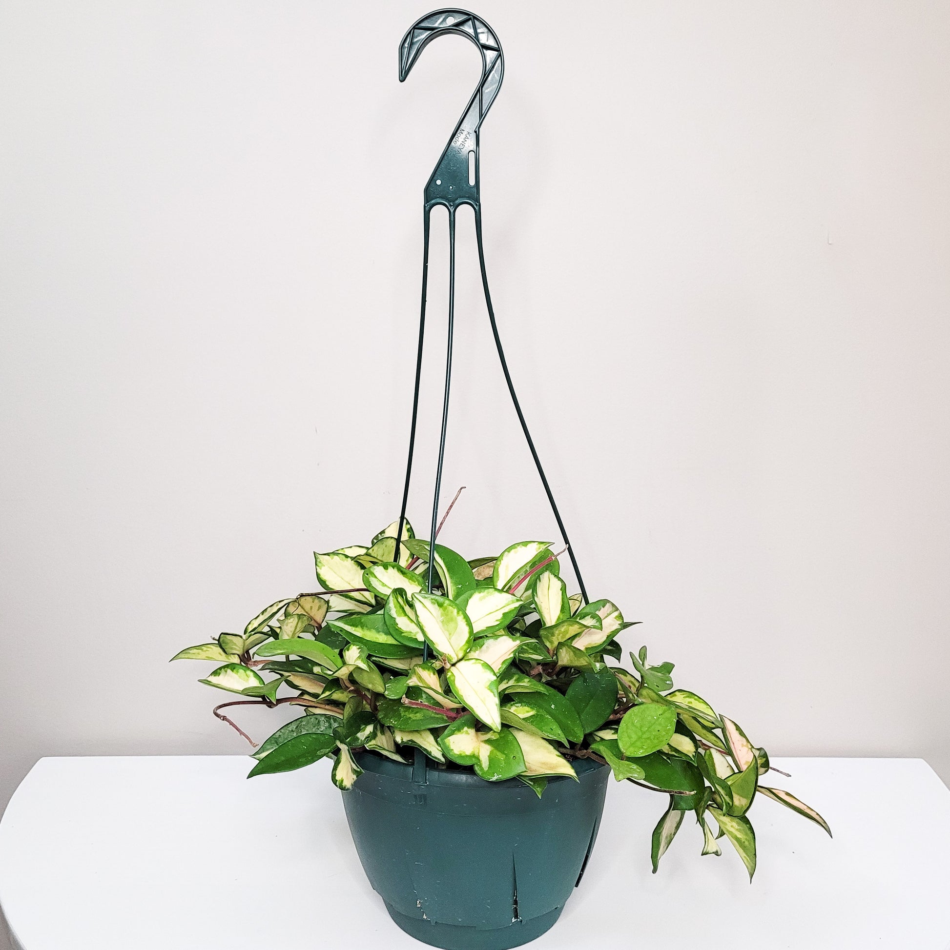 Hoya carnosa rubra - Krimson Princess-plant-ThePaintedLeaf-care