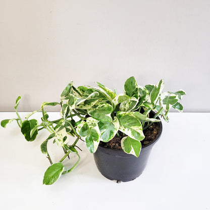 Epipremnum aureum - Pearls and Jade Pothos-plant-ThePaintedLeaf-care