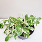 Epipremnum aureum - Pearls and Jade Pothos-plant-ThePaintedLeaf-care