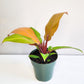Philodendron Prince of Orange-ThePaintedLeaf-care