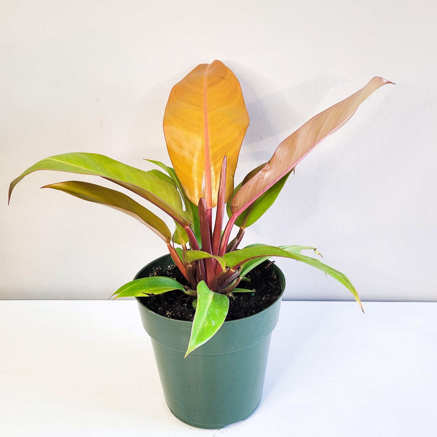 Philodendron Prince of Orange-ThePaintedLeaf-care
