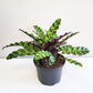 Calathea lancifolia - Rattlesnake Calathea-Plants-ThePaintedLeaf-care