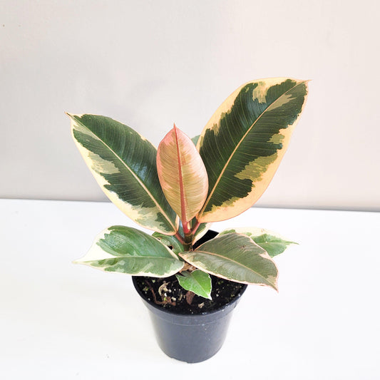 Ficus elastica Tineke-plant-ThePaintedLeaf-care