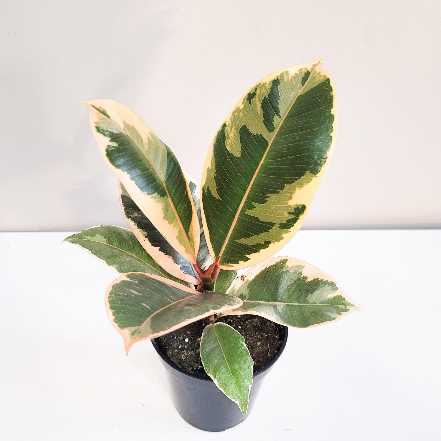 Ficus elastica Tineke-plant-ThePaintedLeaf-care