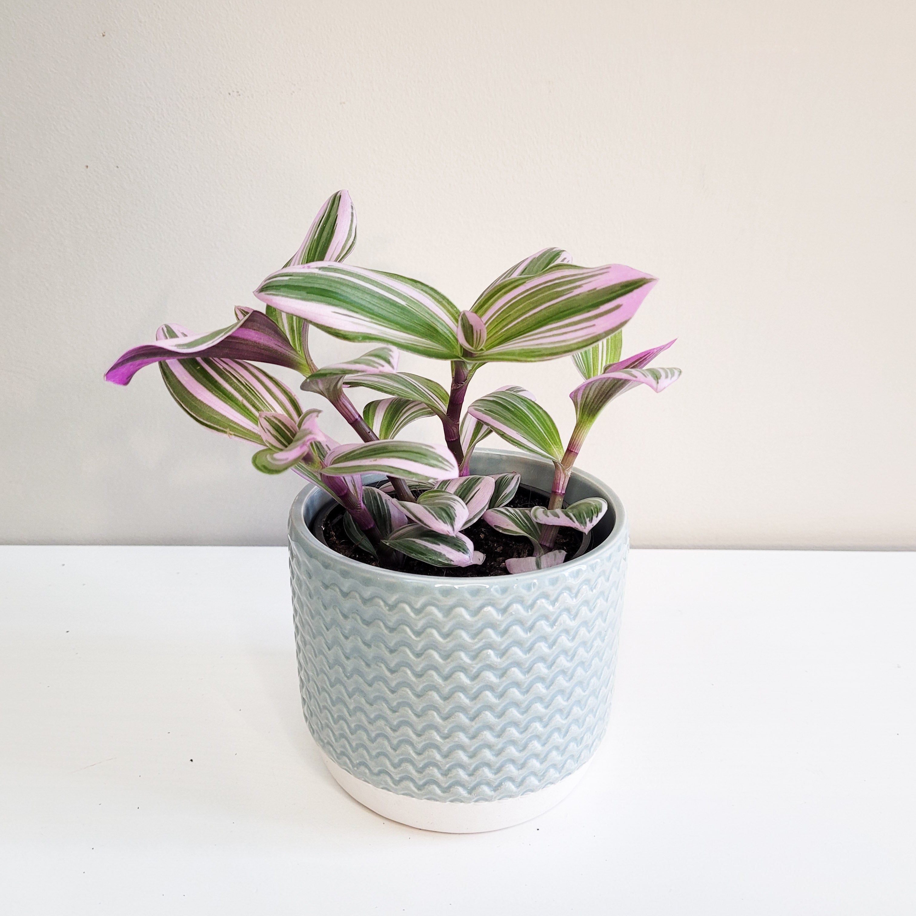 Tradescantia Bubblegum - Plant and Pot Combo – ThePaintedLeaf